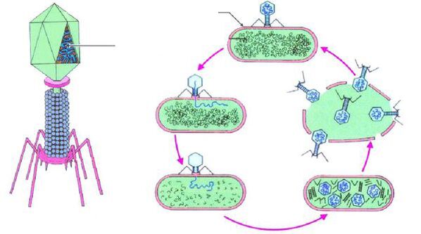 bactériophages contre la cystite