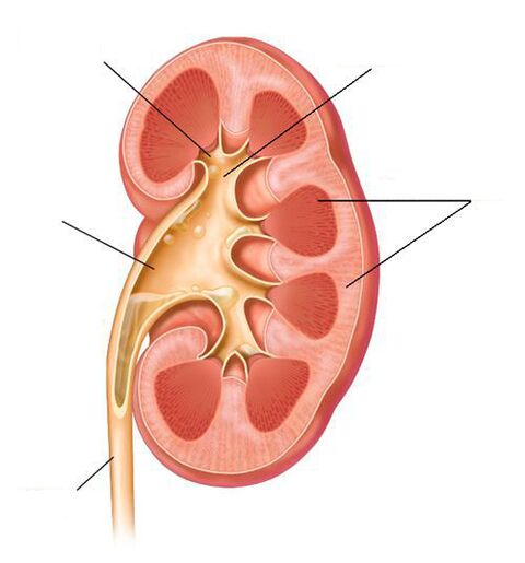 pyélonéphrite aiguë comme complication de la cystite